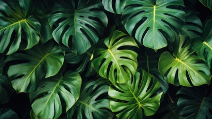A majestic, dark green Monstera leaf unfurls elegantly, showcasing intricate veins and textures. Each uniquely shaped leaf forms a harmonious, symmetrical display against a backdrop of lush vitality. 