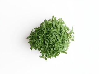 Obraz premium Vibrant green microgreens on a white surface, freshness and growth
