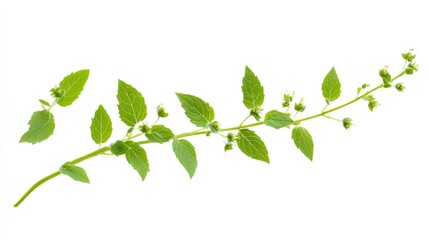Fototapeta premium Delicate sprig of spearmint with emerging blossoms on a pristine backdrop
