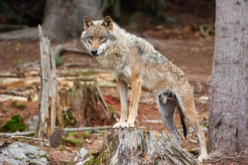 Gray wolf (Canis lupus), wolf standing in the forest, captive, Bavaria, Germany, Europe