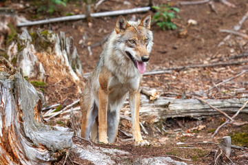 Gray wolf (Canis lupus), wolf standing in the forest, captive, Bavaria, Germany, Europe