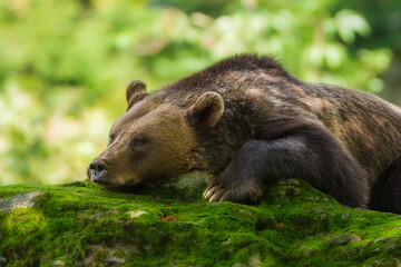 European brown bear (Ursus arctos arctos), animal scenting, autumn, Bavarian Forest National Park, Germany, Europe