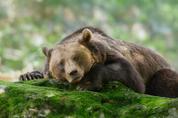 Obraz premium European brown bear (Ursus arctos arctos), animal scenting, autumn, Bavarian Forest National Park, Germany, Europe