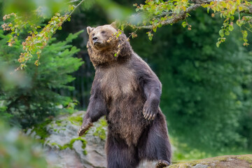 European brown bear (Ursus arctos arctos), animal scenting, autumn, Bavarian Forest National Park, Germany, Europe