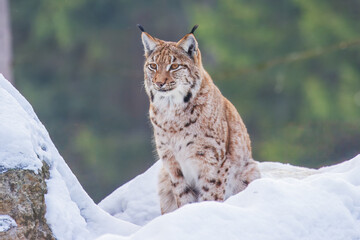 The Eurasian lynx (Lynx lynx) , a medium-sized wild cat with pointed ears and fur, sits in the grass in the forest. 