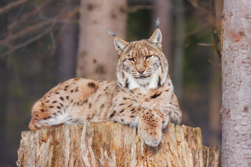 The Eurasian lynx (Lynx lynx) , a medium-sized wild cat with pointed ears and fur, sits in the grass in the forest. 