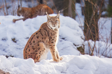 The Eurasian lynx (Lynx lynx) , a medium-sized wild cat with pointed ears and fur, sits in the grass in the forest. 