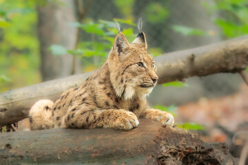The Eurasian lynx (Lynx lynx) , a medium-sized wild cat with pointed ears and fur, sits in the grass in the forest. 