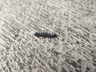 A black caterpillar moves on the floor