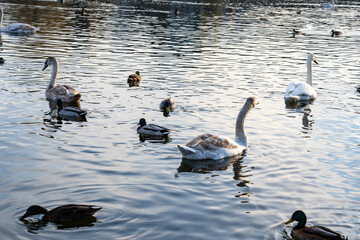 Swans and ducks swimming peacefully in a serene lake