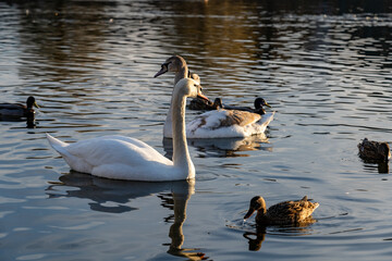 Swans and ducks swimming in a tranquil pond during sunset