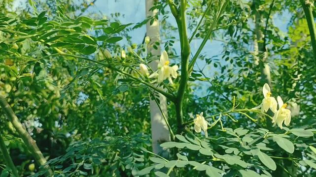 Moringa Tree Branch and Flowers Swaying in the Wind