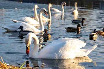 Swans and ducks swimming peacefully in a serene lake environment