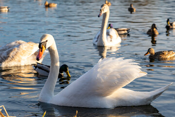 Swans and ducks swimming gracefully in a serene lake setting
