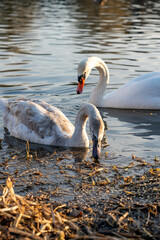 Swans foraging in calm waters during golden hour near shore