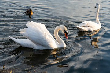 Swans gracefully swimming in serene lake during sunset