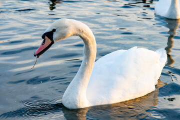 Naklejka premium Elegant white swan swimming gracefully in a serene lake