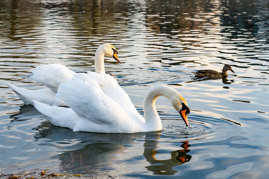 Swans and ducks swimming peacefully in a serene pond at sunset