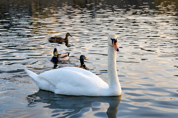 Swans and ducks swimming peacefully in a tranquil lake