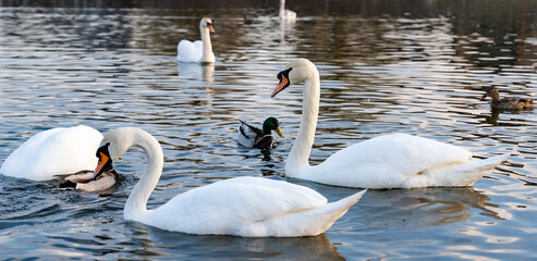 Swans and ducks elegantly swimming in a serene lake at sunset