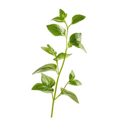 Green Branch: A detailed shot of vibrant green leaves, meticulously captured against a clean backdrop.