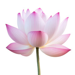 Fototapeta premium Lotus Blossom in Bloom: A stunning pink lotus flower in full bloom, showcasing its delicate petals and elegant form, isolated in studio setting.