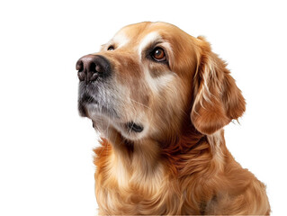Golden Retriever Portrait: A Majestic Canine Gaze