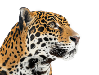 Majestic Jaguar Profile: A Close-Up of a Wild Cat