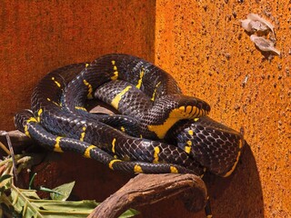 snake in the zoo