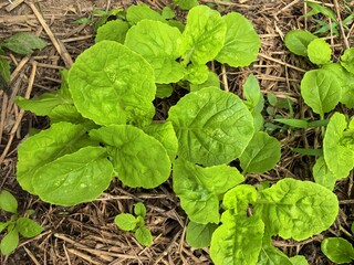 Fresh lettuce from the garden