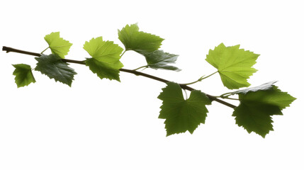 Vibrant Green Vine Branch with Lush Leaves Isolated on White Background, Botanical Illustration Showing Detailed Leaf Veins and Texture.