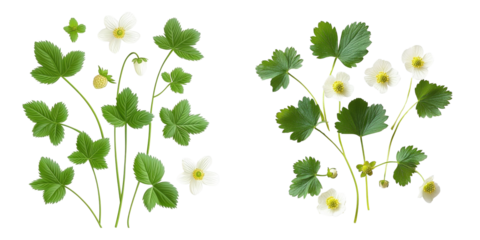 white strawberry flowers and green leaves isolated on black