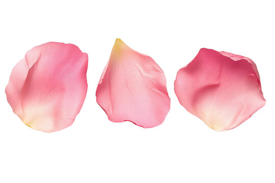 pink rose petals on white background close-up photography