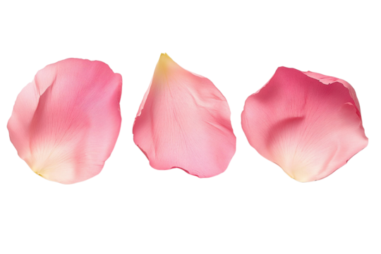 pink rose petals on white background close-up photography