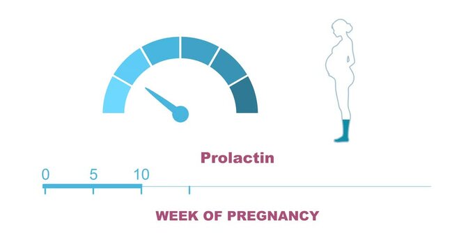 Measuring scale in the shape of a woman showing changes in hormone prolactin levels during pregnancy. Animated time line