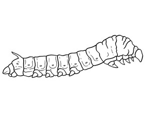 Silkworm Hand Drawn Illustration