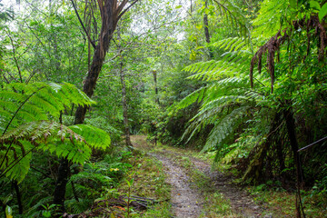 春の奄美大島の森