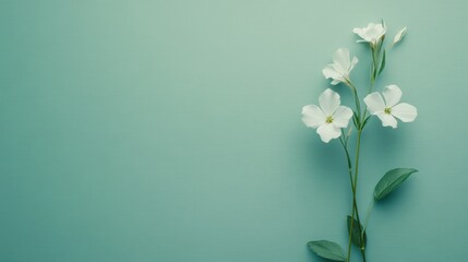 Fototapeta premium White flowers with green stems and leaves are arranged beautifully