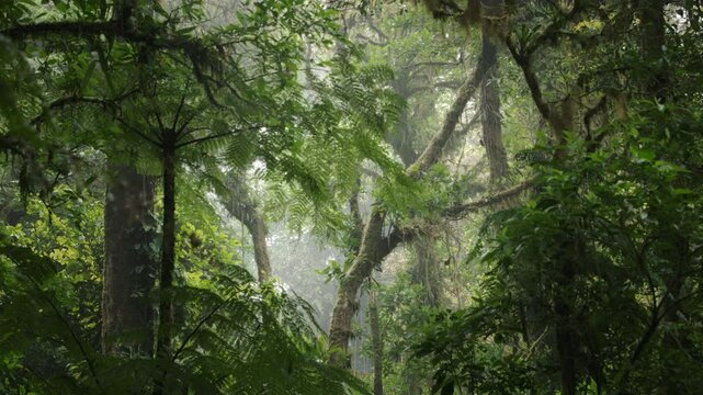 Unber&uuml;hrte Natur im Monteverde Cloud Forest Regenwald &ndash; Dschungelaufnahmen