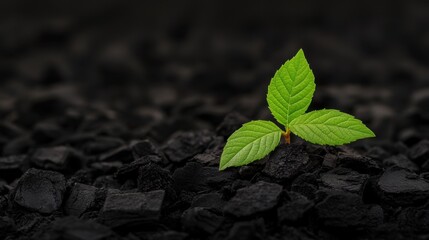 Naklejka premium Fresh Green Plant Growing on Dark Coal Background Illustrating Symbol of Hope, Renewal, and Sustainable Development in Nature