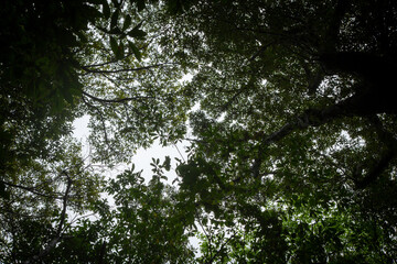 春の奄美大島の森