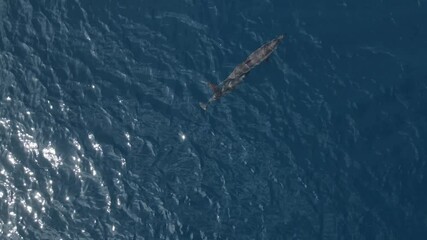 Drone point of view at dolphins in Indian Ocean.Maldives
