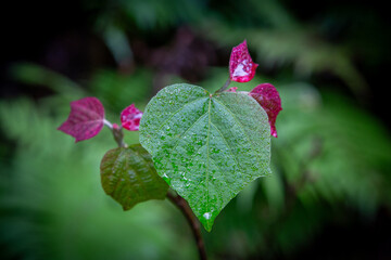 春の奄美大島の森