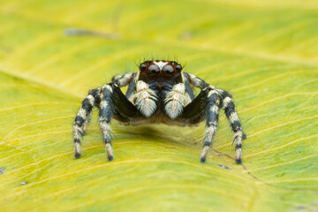 spider