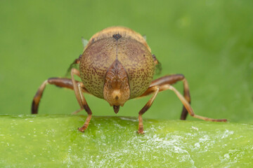 Fly