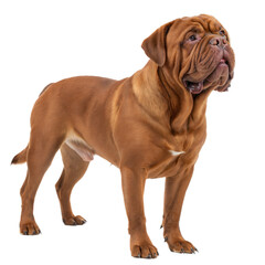 Obraz premium Dogue De Dordeaux Dog AI Generated Image