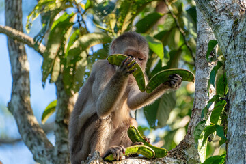 Obraz premium Capuchin monkey chooses between two bean pods