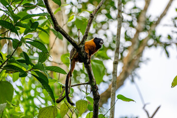 Golden-mantled tamarin in Ecuador