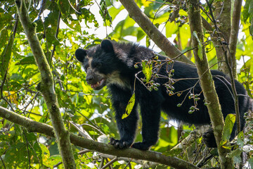 A young Spectacled bear (Andean bear) © FlagtailsPhotography