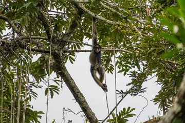 Gardinen Affe Spider monkey hangs from a branch in Ecuador  © FlagtailsPhotography